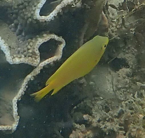 Lemon Damsel in a marine aquarium