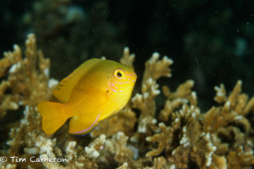 Lemon Damsel in a marine aquarium