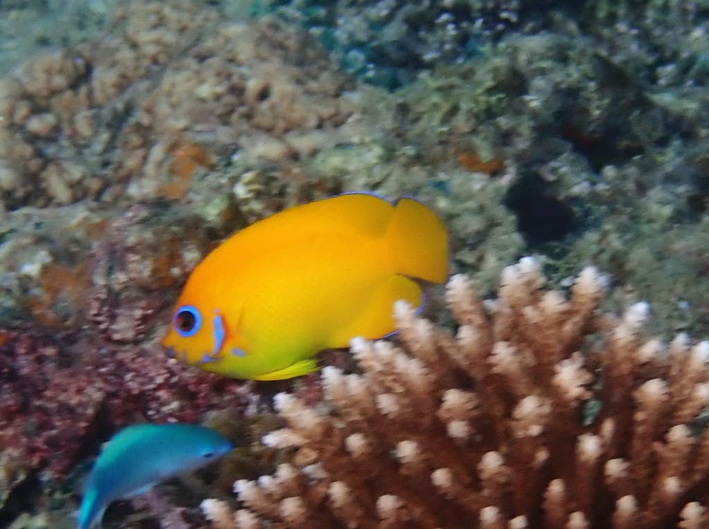 Lemonpeel Angelfish on coral reef