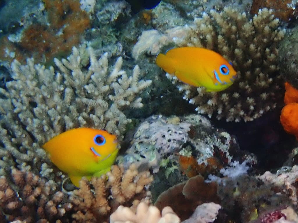 Lemonpeel Angel profile view showing blue fin edging