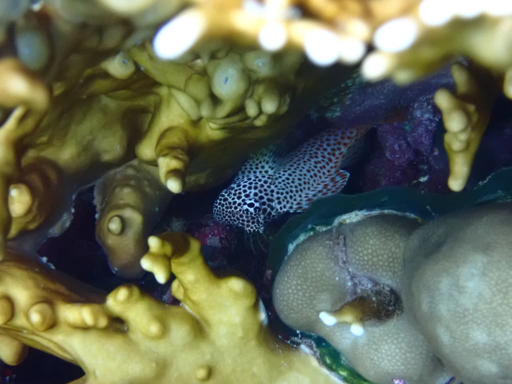 Leopard Blenny in a marine aquarium