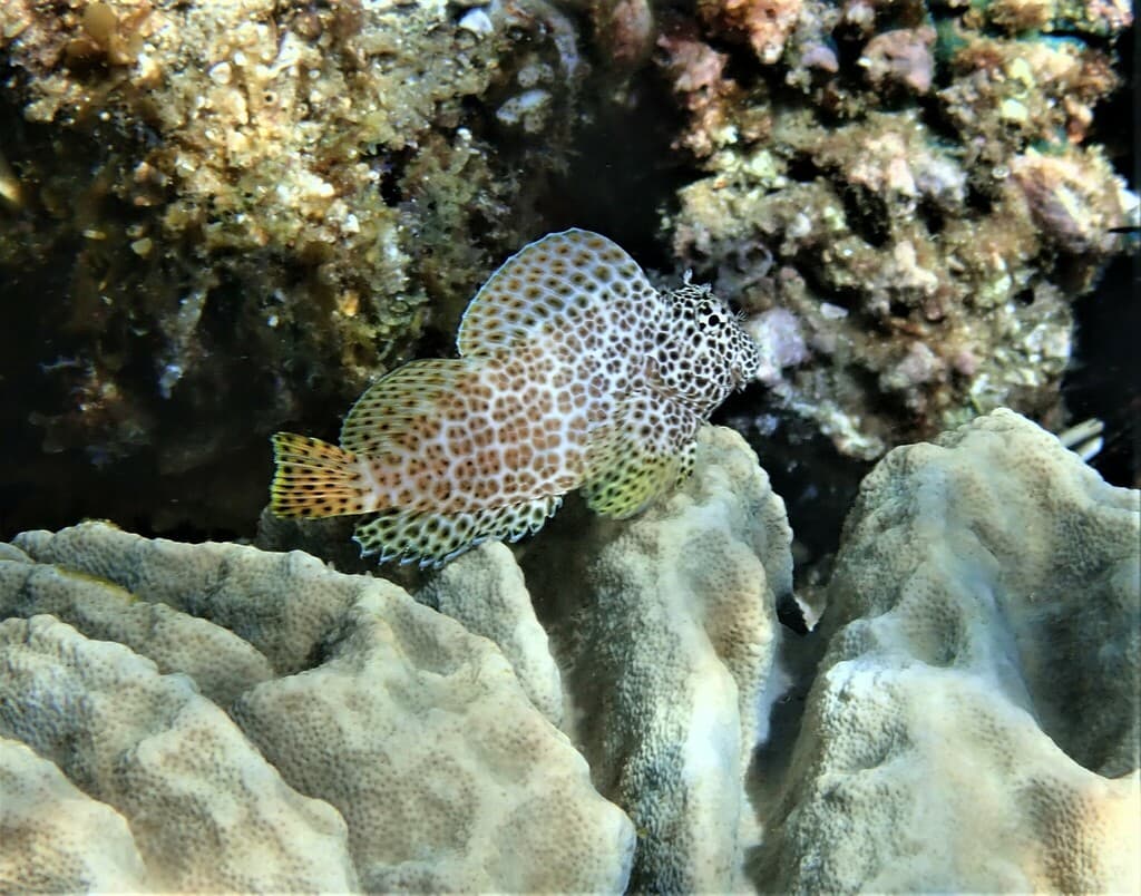 Leopard Blenny in a marine aquarium