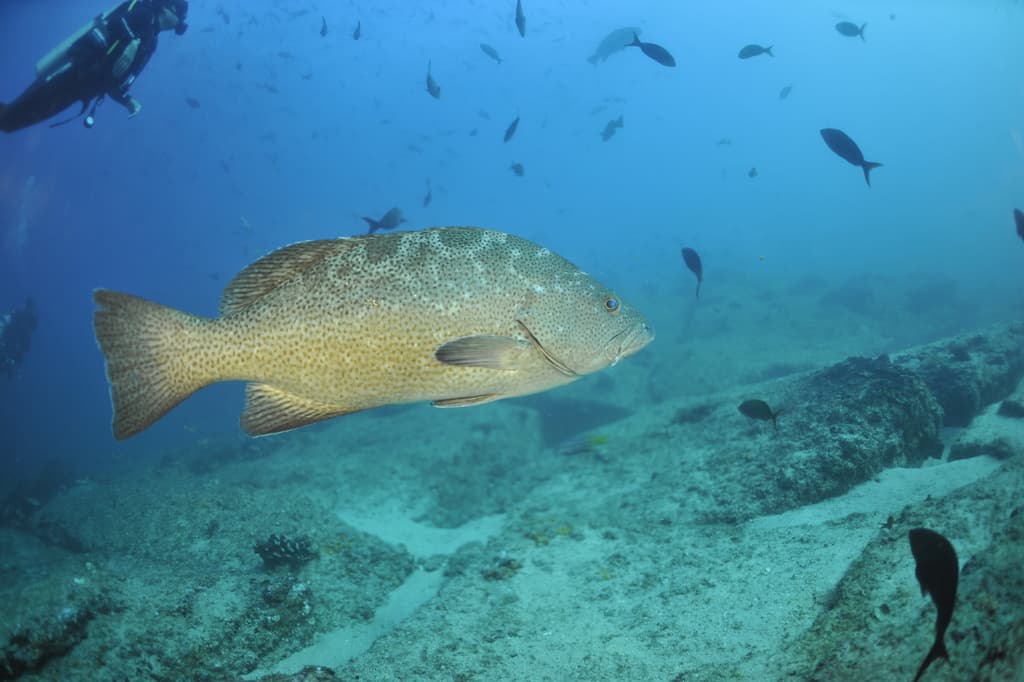 Leopard Grouper in a marine aquarium
