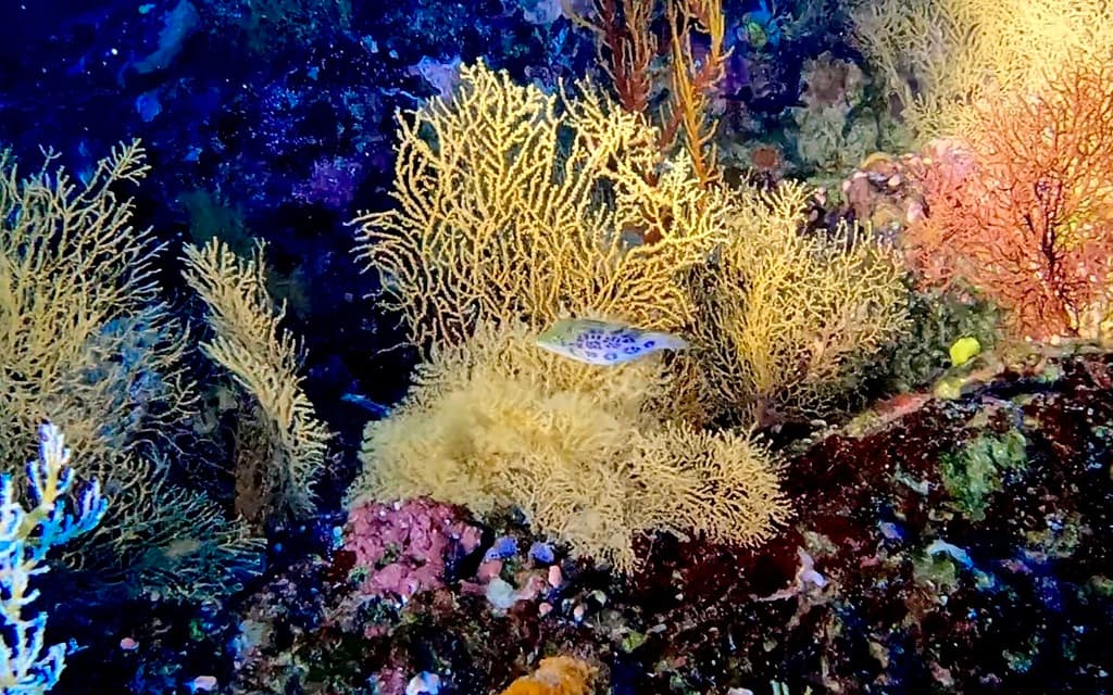 Leopard Puffer in a marine aquarium