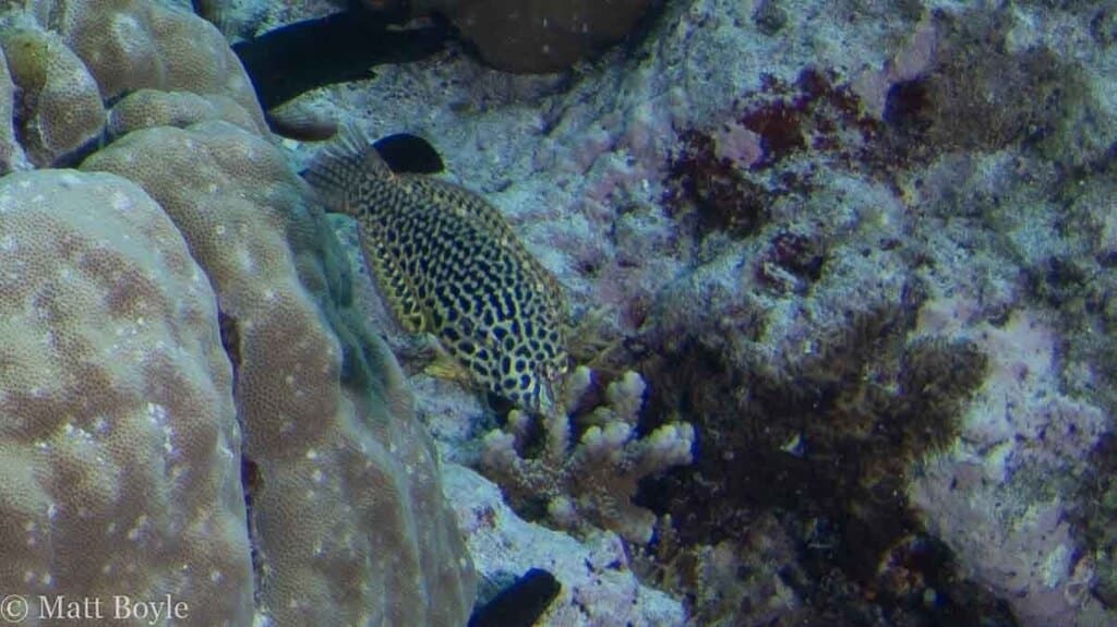 Leopard Wrasse in a marine aquarium