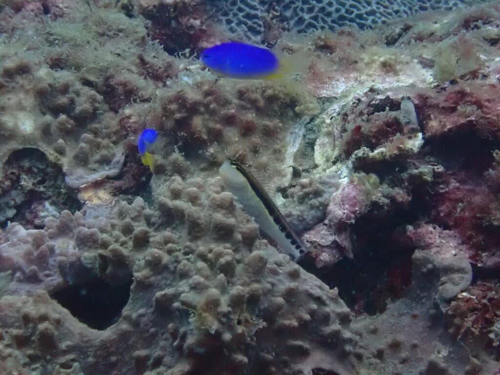 Linear Blenny in a marine aquarium