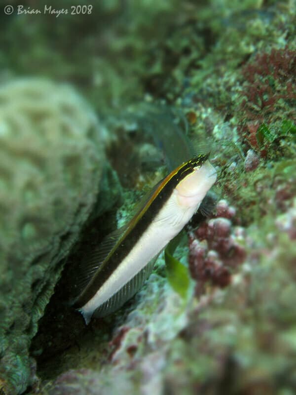 Linear Blenny in a marine aquarium