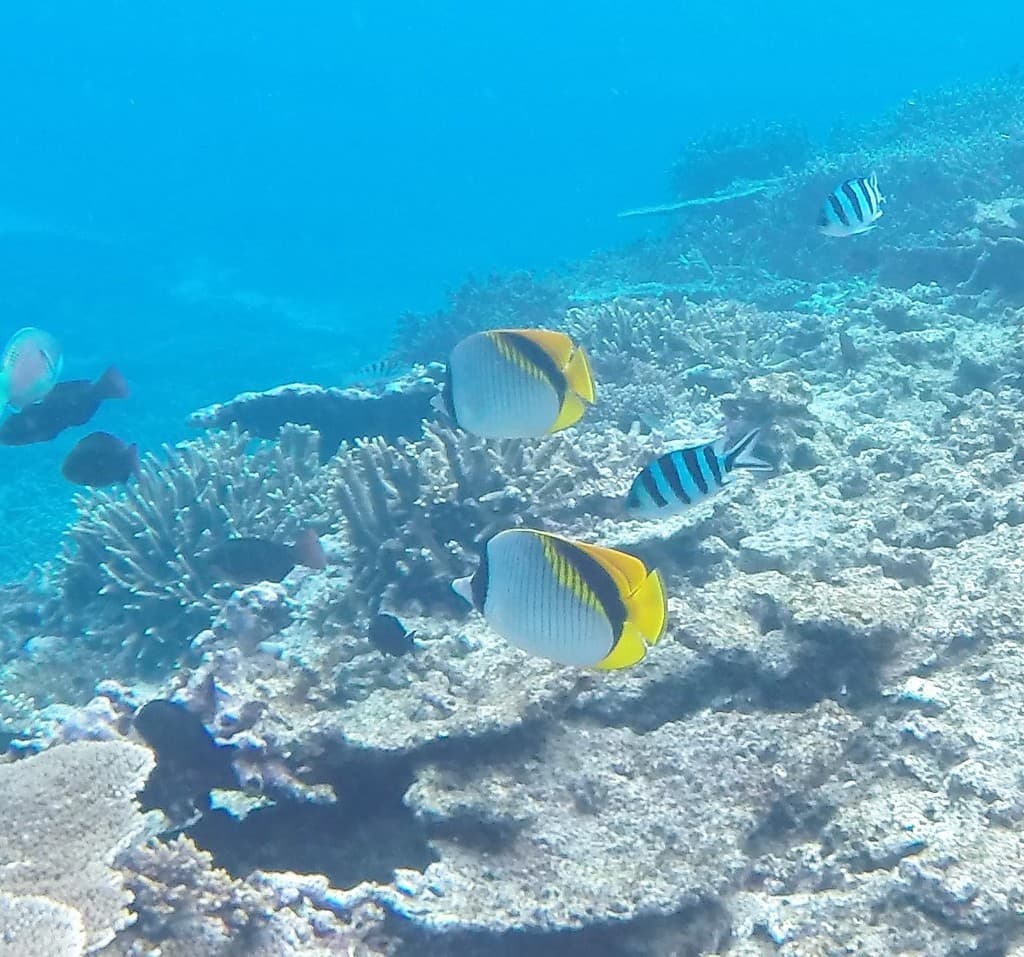 Lined Butterflyfish in a marine aquarium