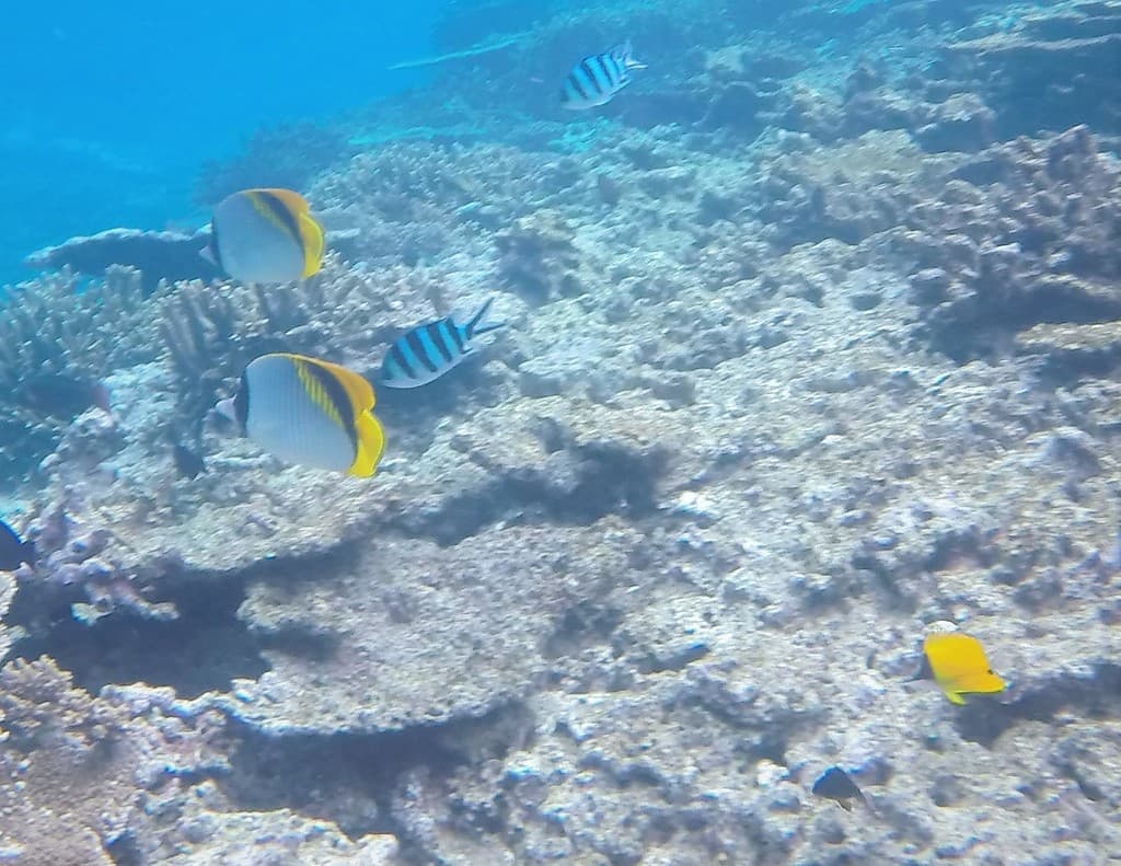 Lined Butterflyfish in a marine aquarium