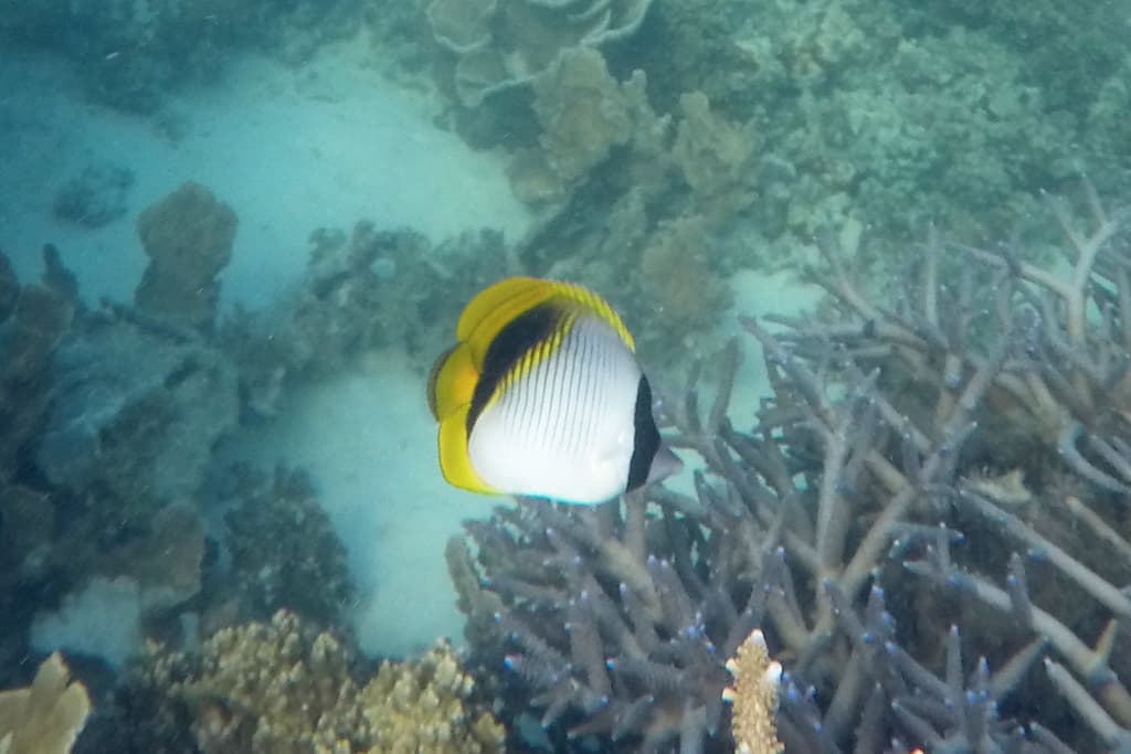 Lined Butterflyfish, the largest butterflyfish species, showing vertical dark lines