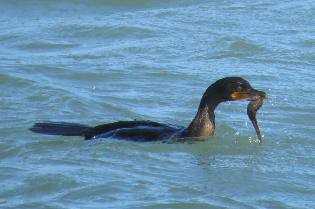 Lined Seahorse clinging to holdfast