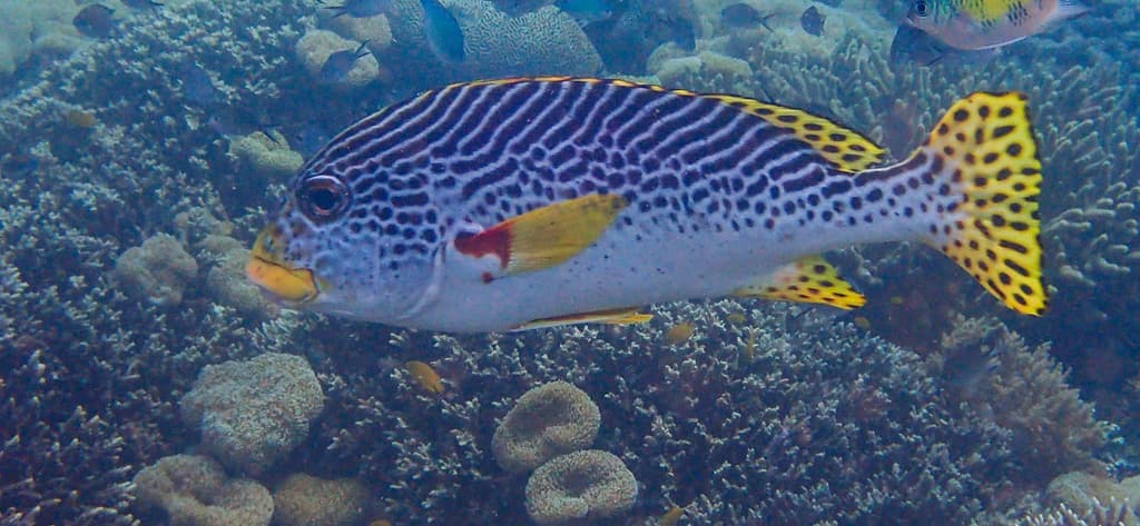 Lined Sweetlips in a marine aquarium