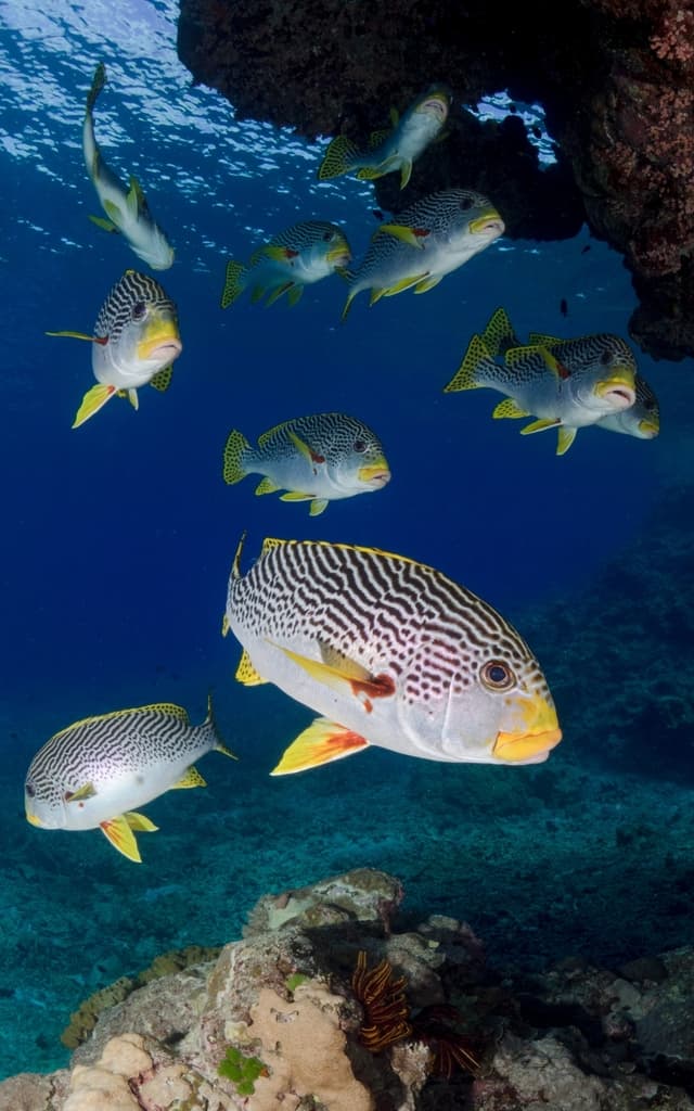Lined Sweetlips in a marine aquarium