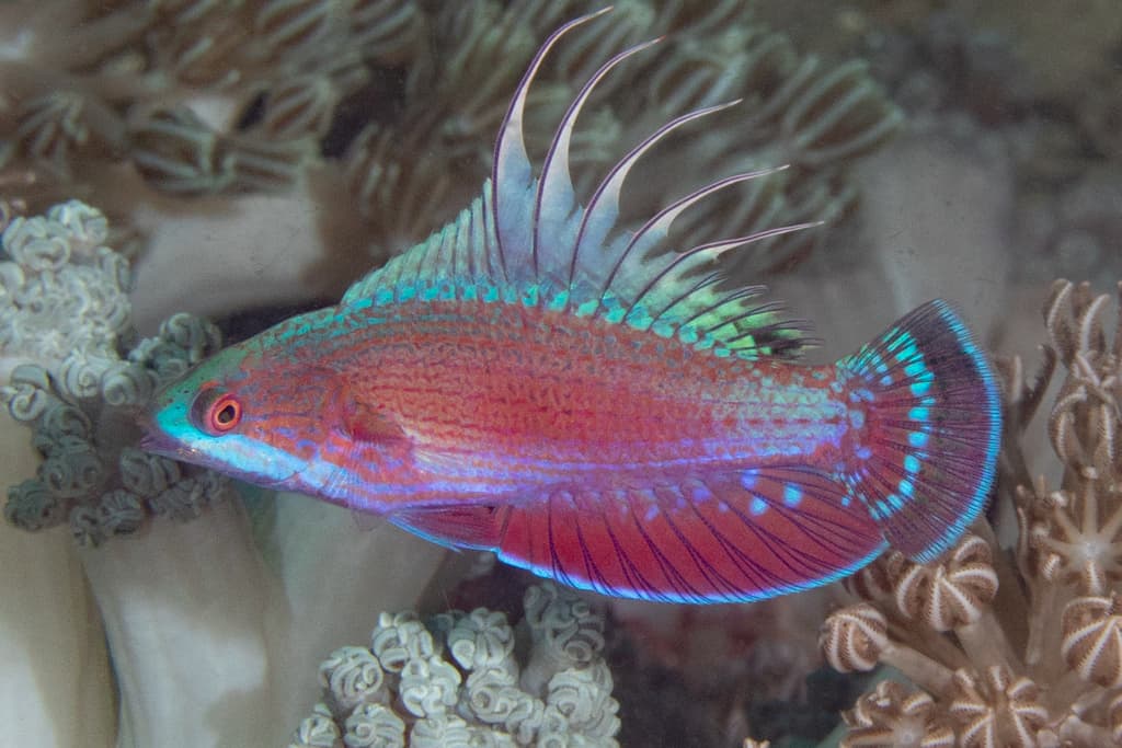 Linespot Flasher Wrasse in a marine aquarium