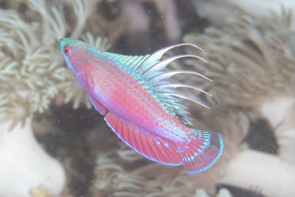 Linespot Flasher Wrasse in a marine aquarium