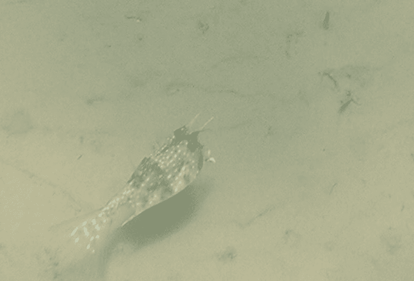 Longhorn Cowfish front view displaying prominent eye horns