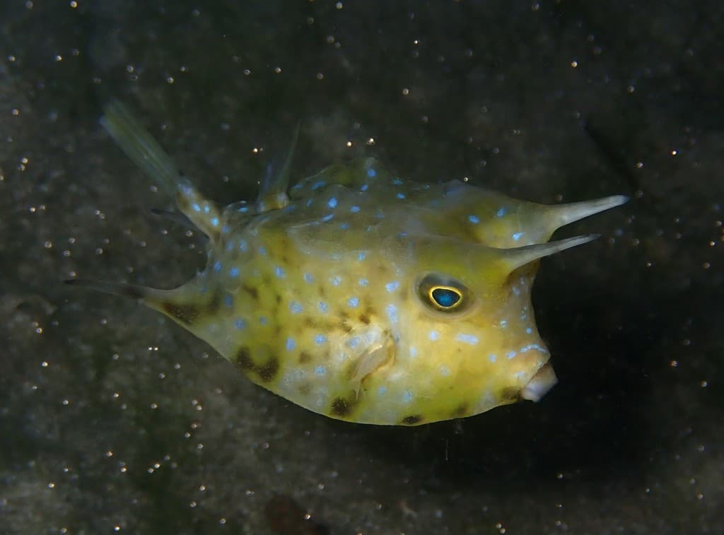 Boxfish & Cowfish