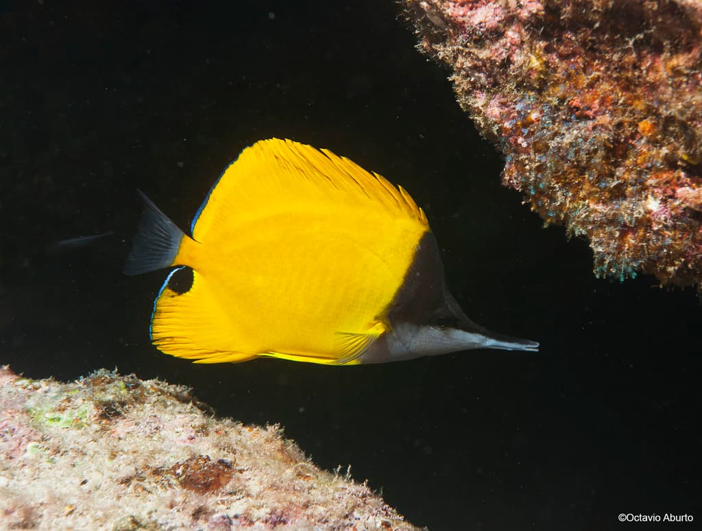 Longnose Butterflyfish in a marine aquarium