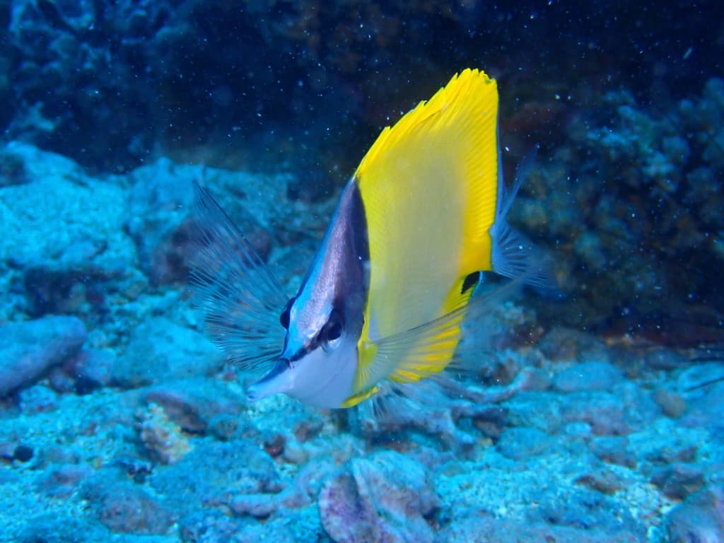 Longnose Butterflyfish