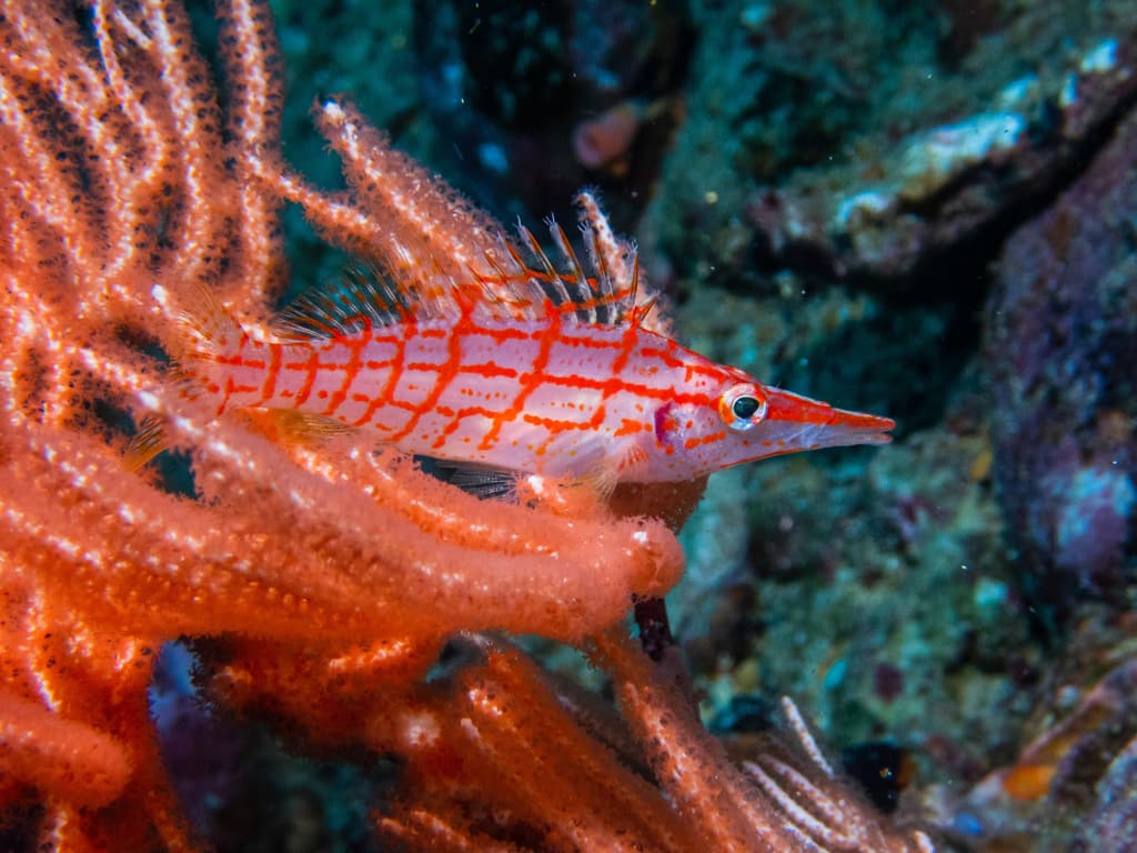 Longnose Hawkfish with checkered pattern