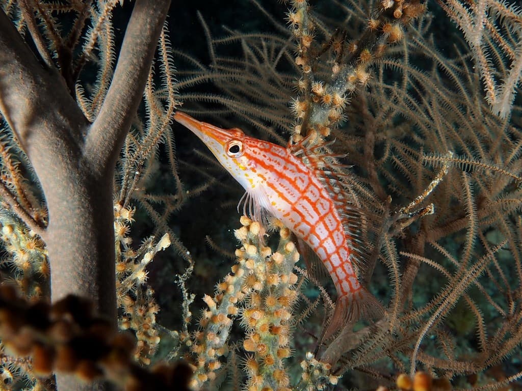 Longnose Hawkfish perching on gorgonian