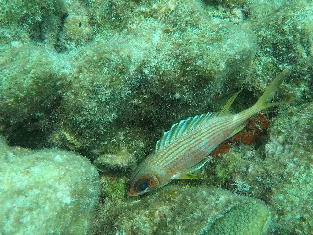 Longspine Squirrelfish in a marine aquarium