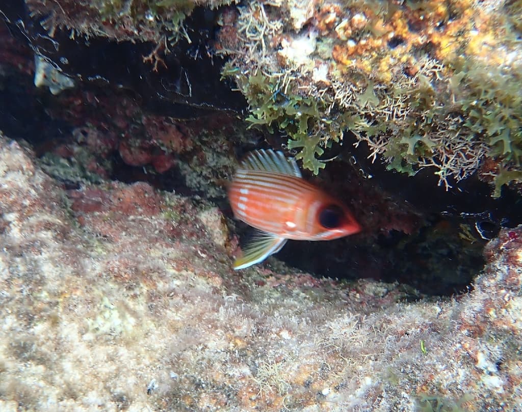 Longspine Squirrelfish in a marine aquarium