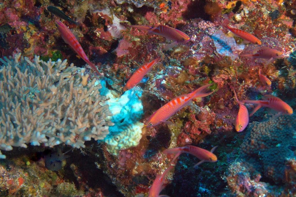 Lori's Anthias in a marine aquarium
