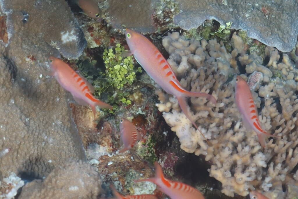 Lori's Anthias in a marine aquarium