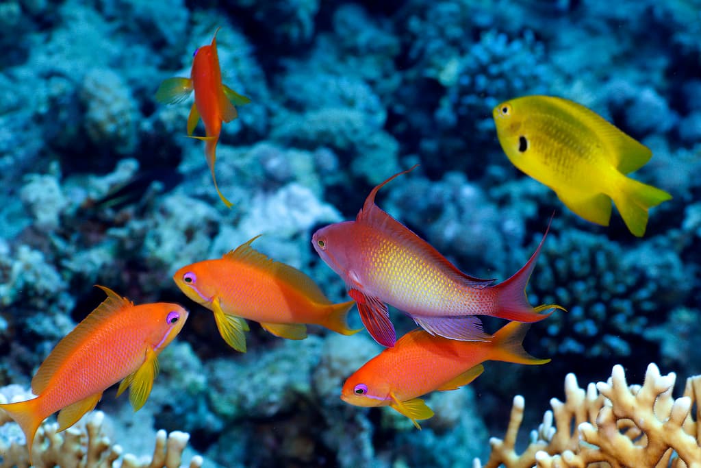 Lyretail Anthias male displaying orange