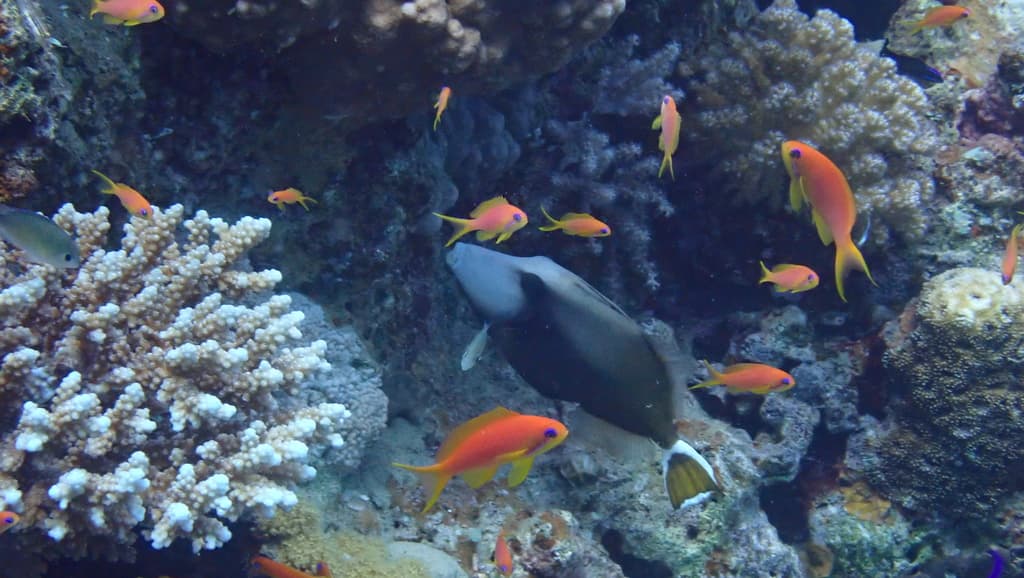 Lyretail Anthias female in school
