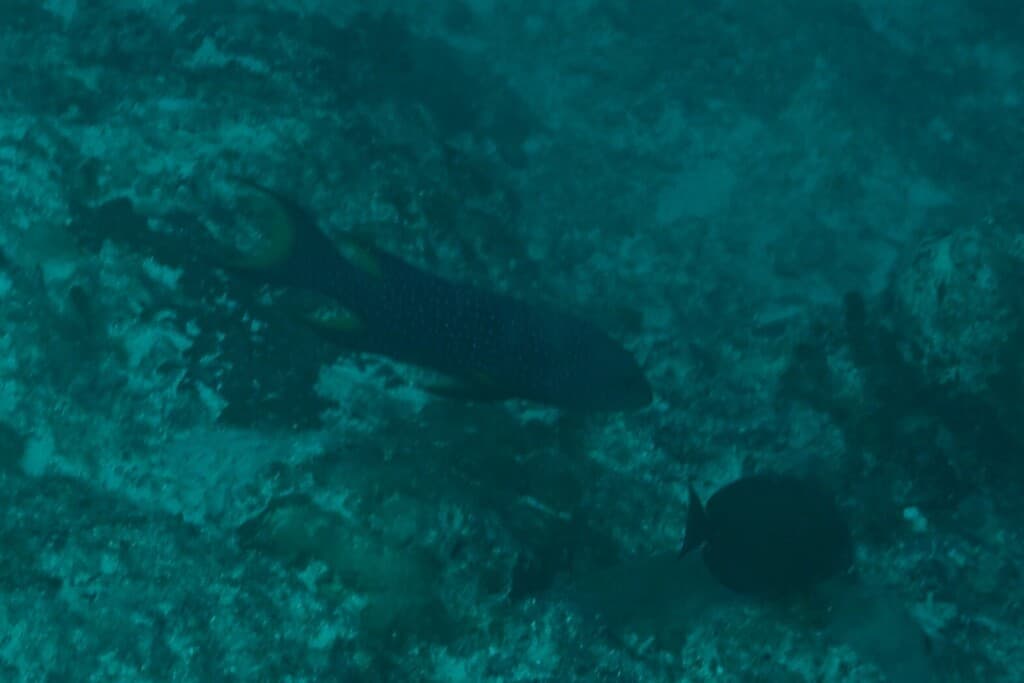 Lyretail Grouper in a marine aquarium