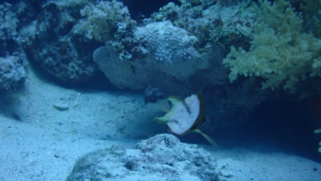 Lyretail Hogfish in a marine aquarium