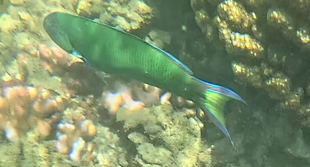 Lyretail Wrasse in a marine aquarium