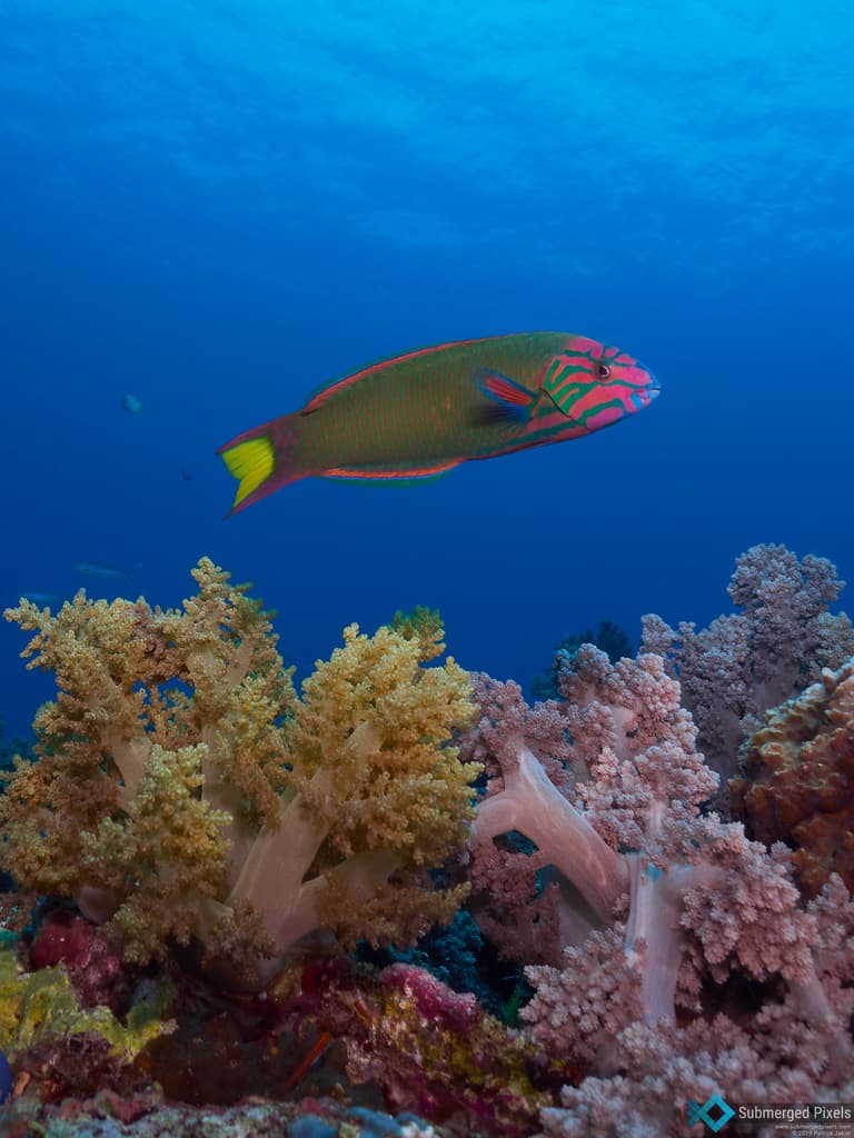 Lyretail Wrasse in a marine aquarium