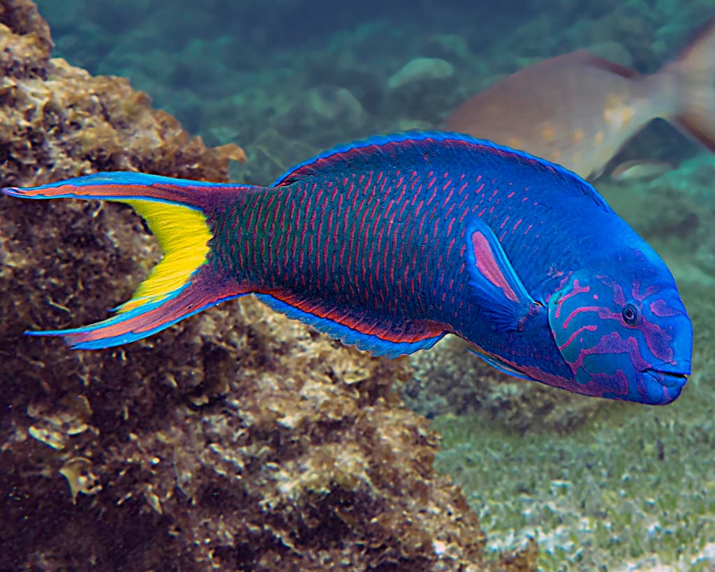 Lyretail Wrasse in a marine aquarium