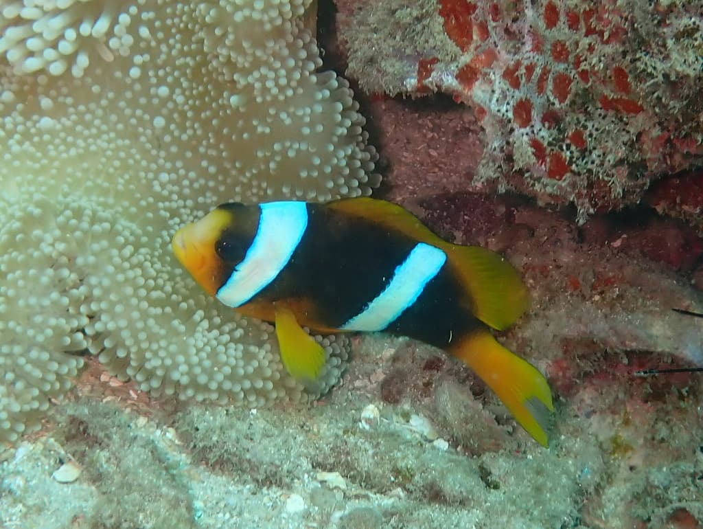Madagascar Clownfish in a marine aquarium