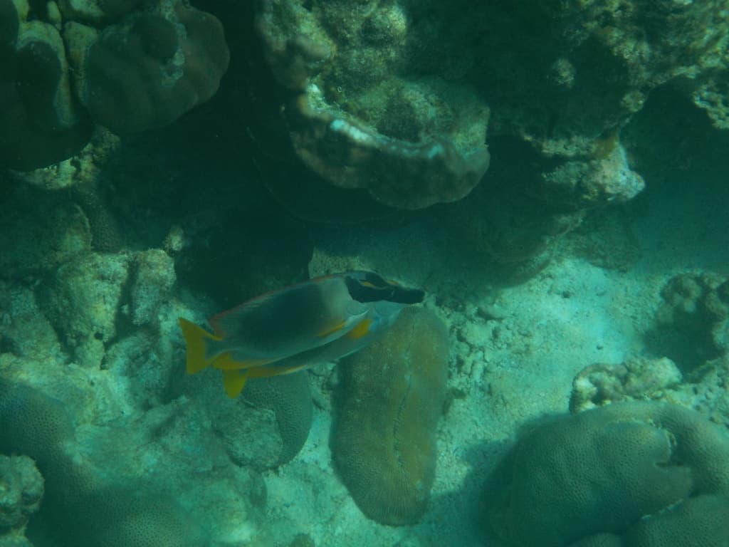 Magnificent Foxface showing intricate pattern