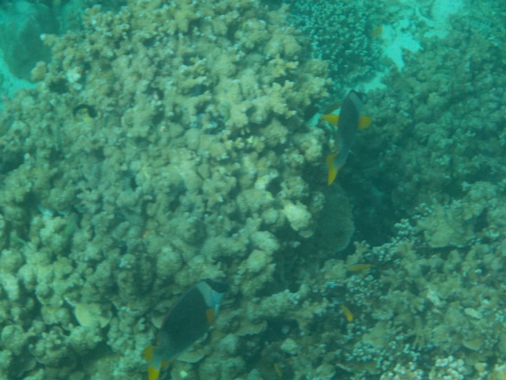 Magnificent Foxface in reef aquarium