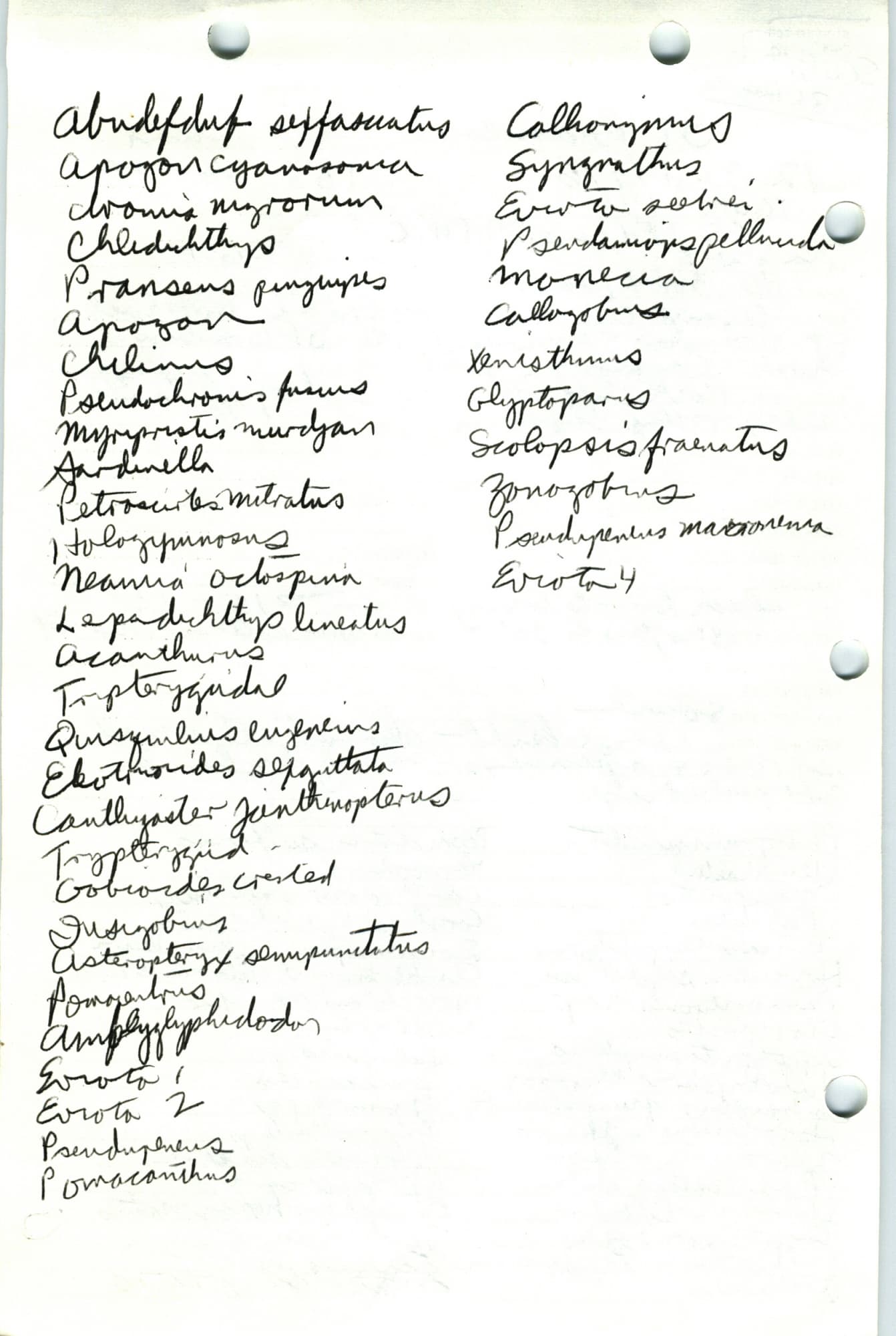 Magnus Goby in a marine aquarium