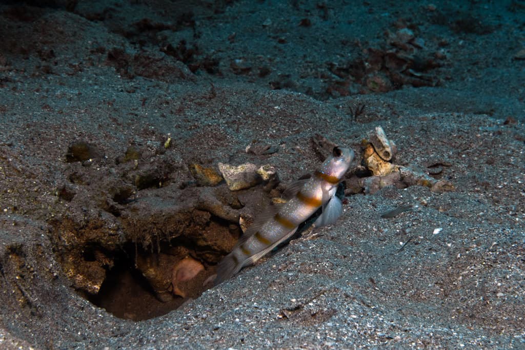Magnus Goby in a marine aquarium