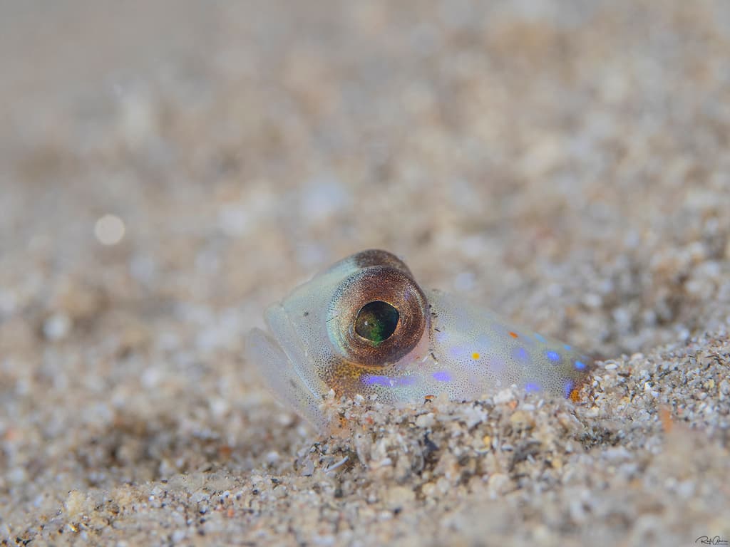Magnus Goby in a marine aquarium