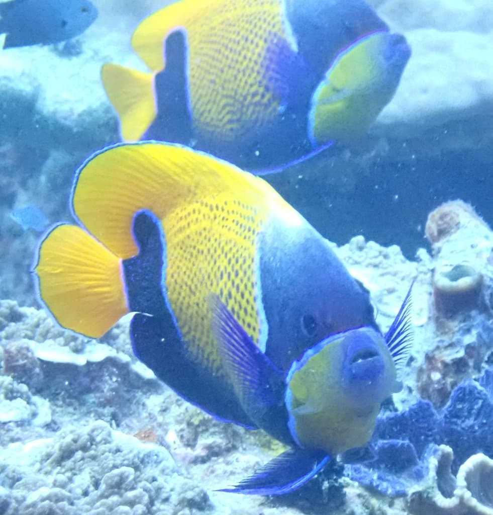 Majestic Angelfish in a marine aquarium