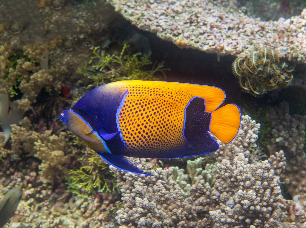 Majestic Angelfish in a marine aquarium