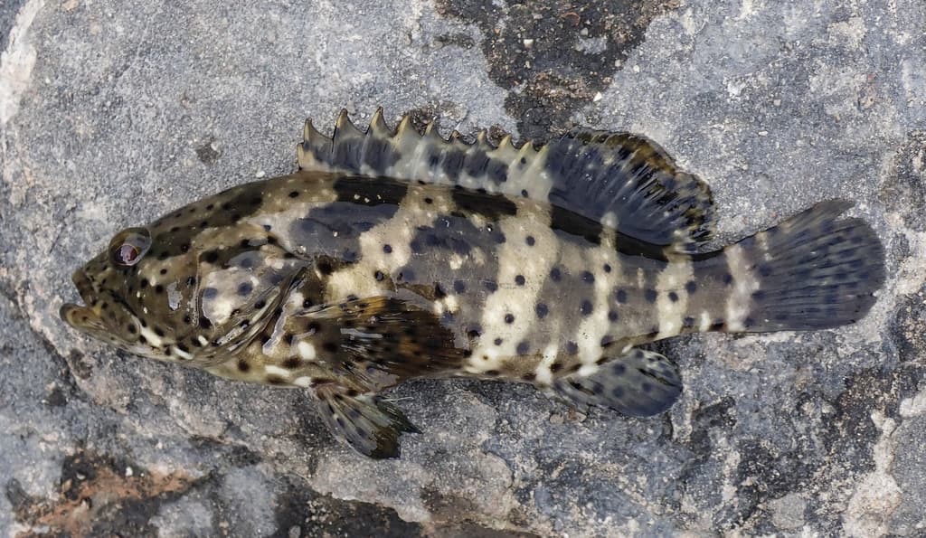 Malabar Grouper in a marine aquarium