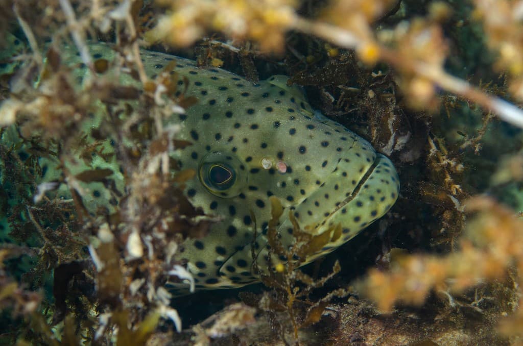 Malabar Grouper showing massive brownish body with dark spots
