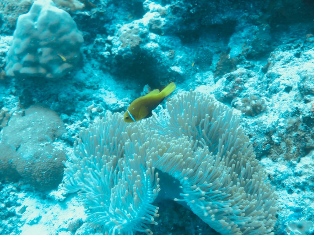 Maldive Clownfish in a marine aquarium