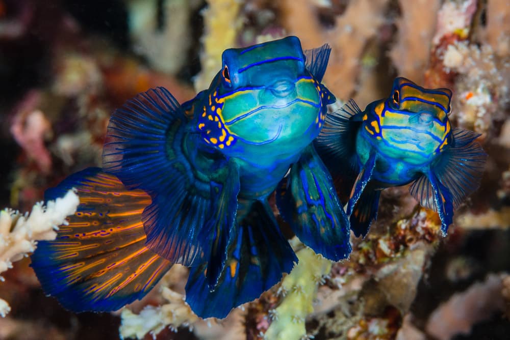 Mandarin Dragonet displaying psychedelic pattern