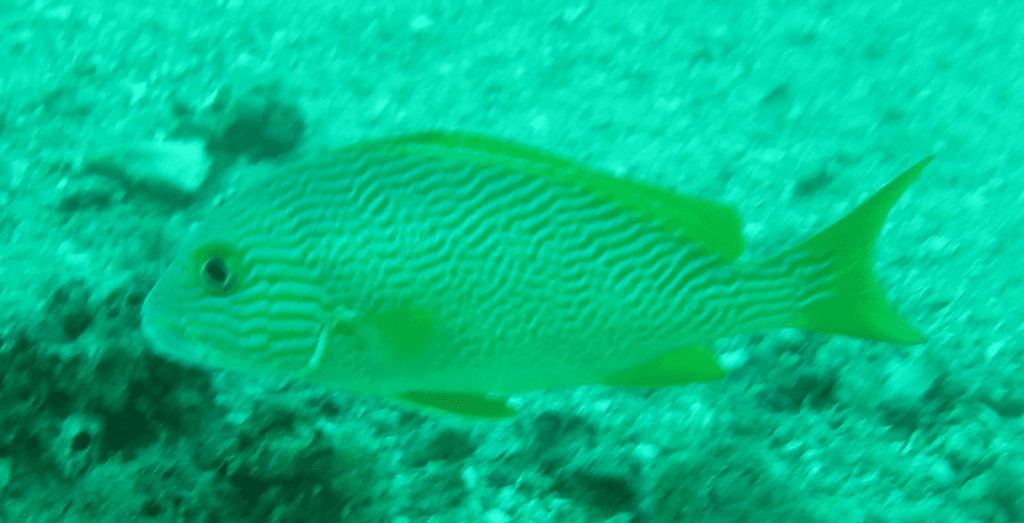Manylined Sweetlips in a marine aquarium