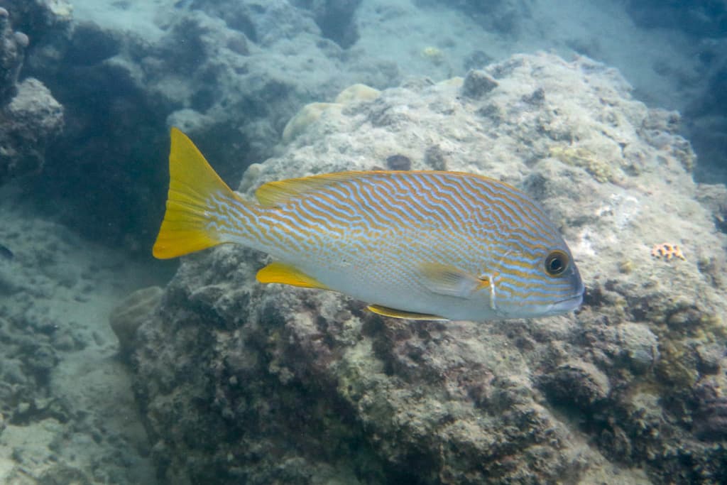 Manylined Sweetlips in a marine aquarium